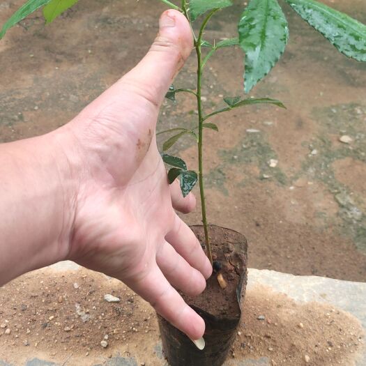 临沧青花椒苗，九叶青，高产抗病品种