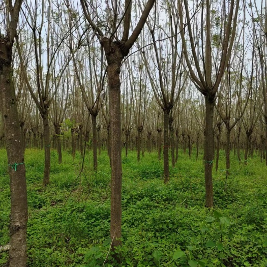柳州尖叶蓝花楹