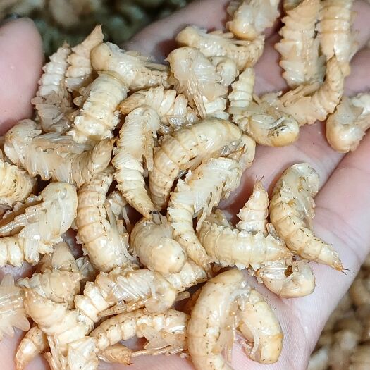 阳春市大麦虫、蛋白虫虫蛹 金粉虫蛹