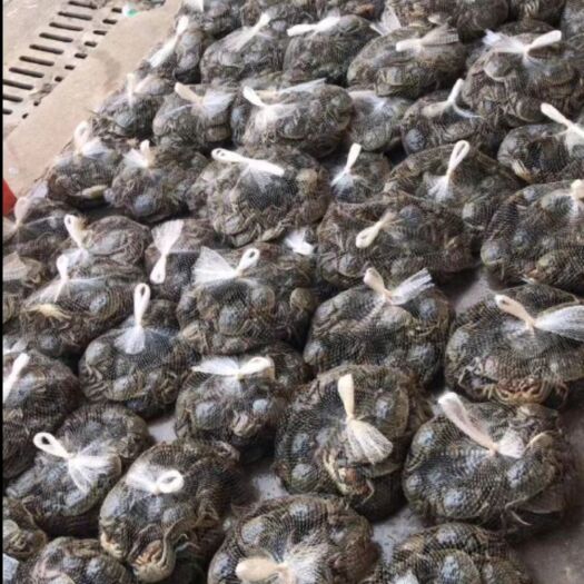 武汉大闸蟹，膏肥味美