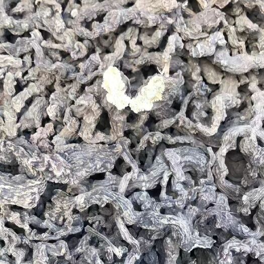 龙陵县竹节参