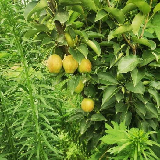 威县河北威县新梨七号大量上市中