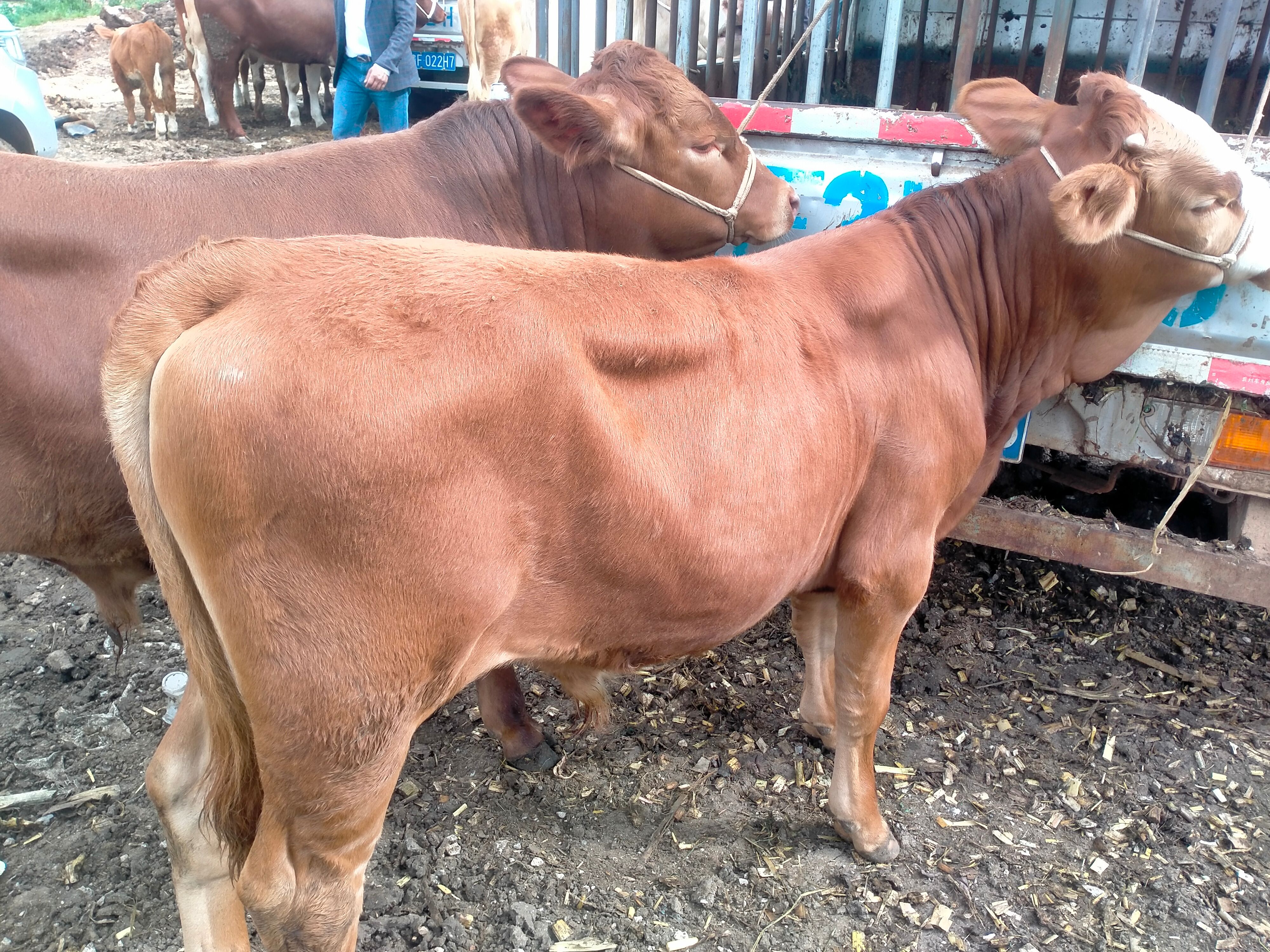 威宁彝族回族苗族自治县肉牛  贵州威宁高原黄牛。这里都是农户散养。