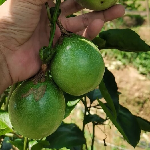 灵山县黄金百香果