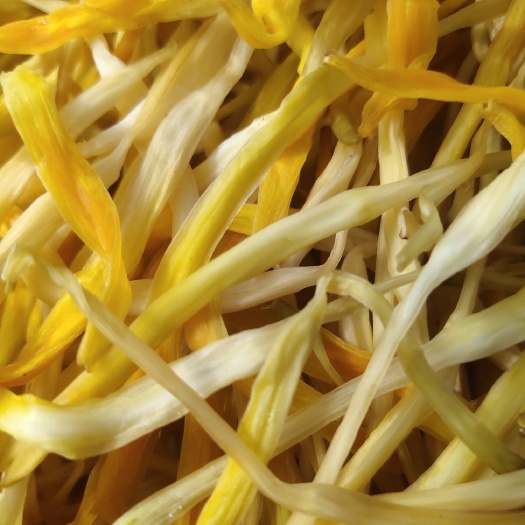 祁东县2024新鲜包邮湖南干货黄花保鲜菜凉拌菜麻辣烫火锅串串冒菜