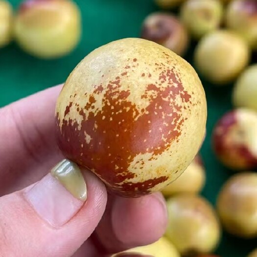 大荔县【好消息】陕西大荔冰糖冬枣新品上市，自家果园，现採现发