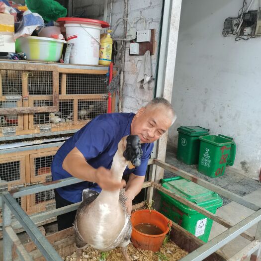 南宁苗场精品汕头狮头鹅苗，苗场直供，保证纯种，成活率96%