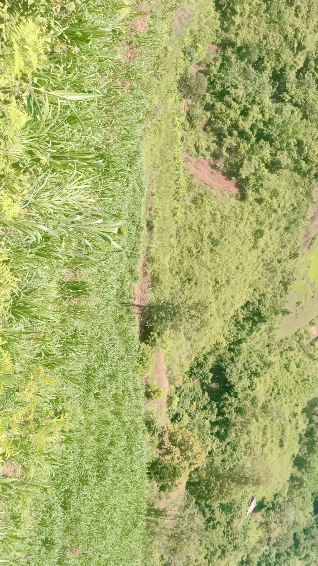 甜像草和黄竹草