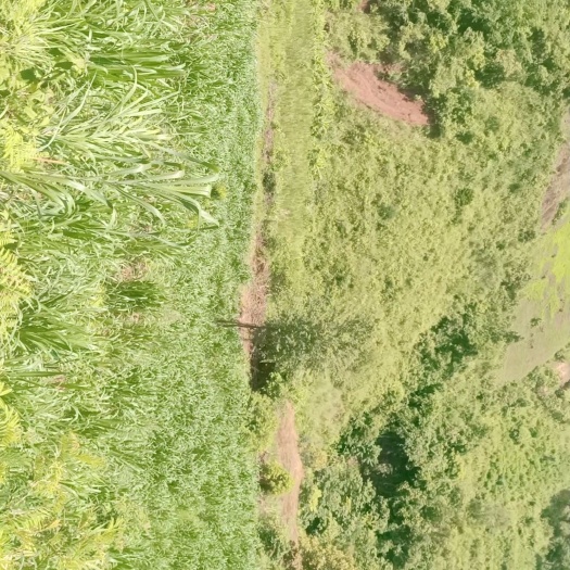 甜像草和黄竹草
