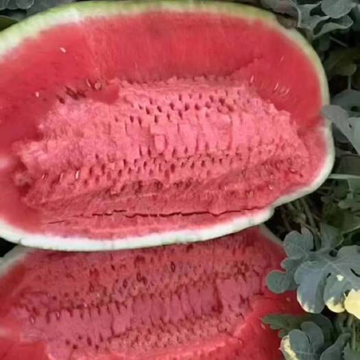 中宁县硒砂瓜
