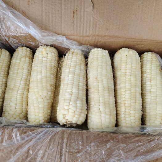 郑州玉米 粘玉米