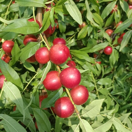 大荔县【精品】大荔珍珠枣油桃1号，口感脆甜香甜核小肉多 早熟上市