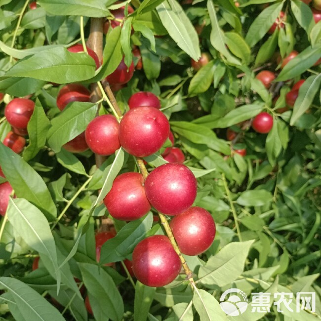 【精品】大荔珍珠枣油桃，口感脆甜香甜核小肉多 早熟上市