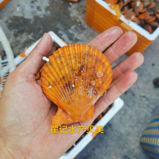 北海扇贝批发