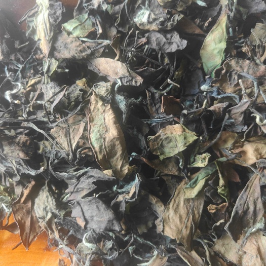 柘荣县柘荣高山白茶