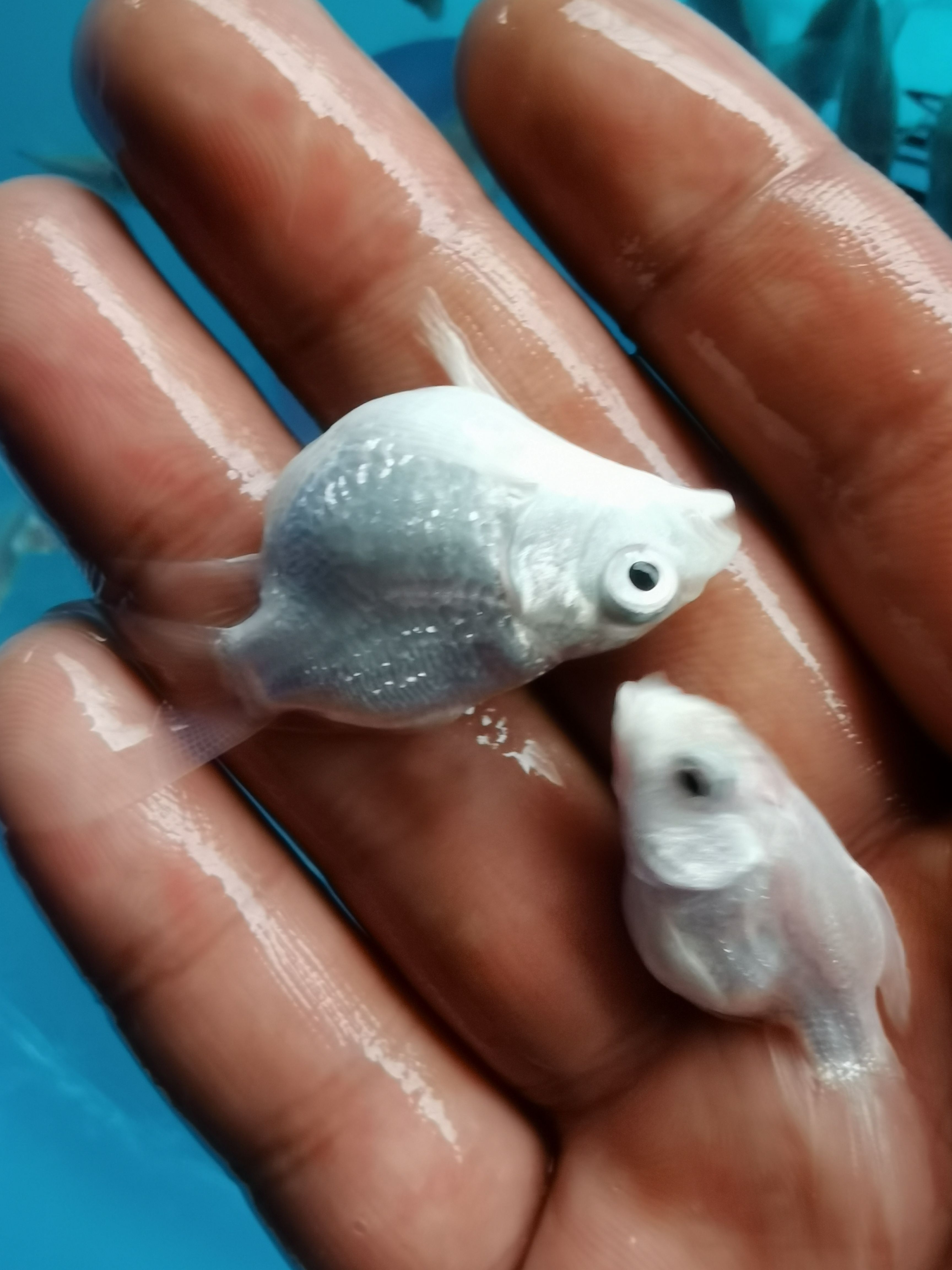 球体蝴蝶鲤鱼批发零售，规格5-8公分，圆手鳍大鳍大尾，接批发