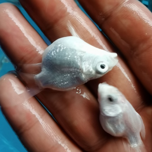 天津球体蝴蝶鲤鱼批发零售，规格5-8公分，圆手鳍大鳍大尾，接批发