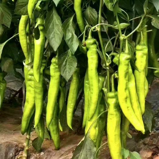 青县黄绿皮羊角椒苗寿光苗场直销