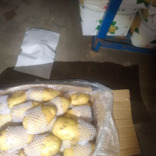滕州市荷兰土豆