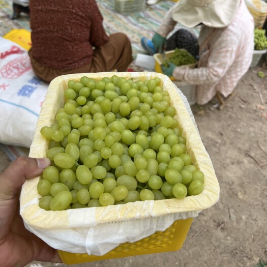 吐鲁番新疆吐鲁番精品无核白葡萄