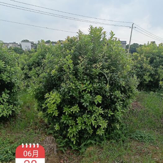 湖口县杨梅袋苗、容器杨梅、假植杨梅、袋苗杨梅