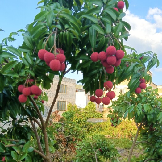 桂平市禾荔荔枝