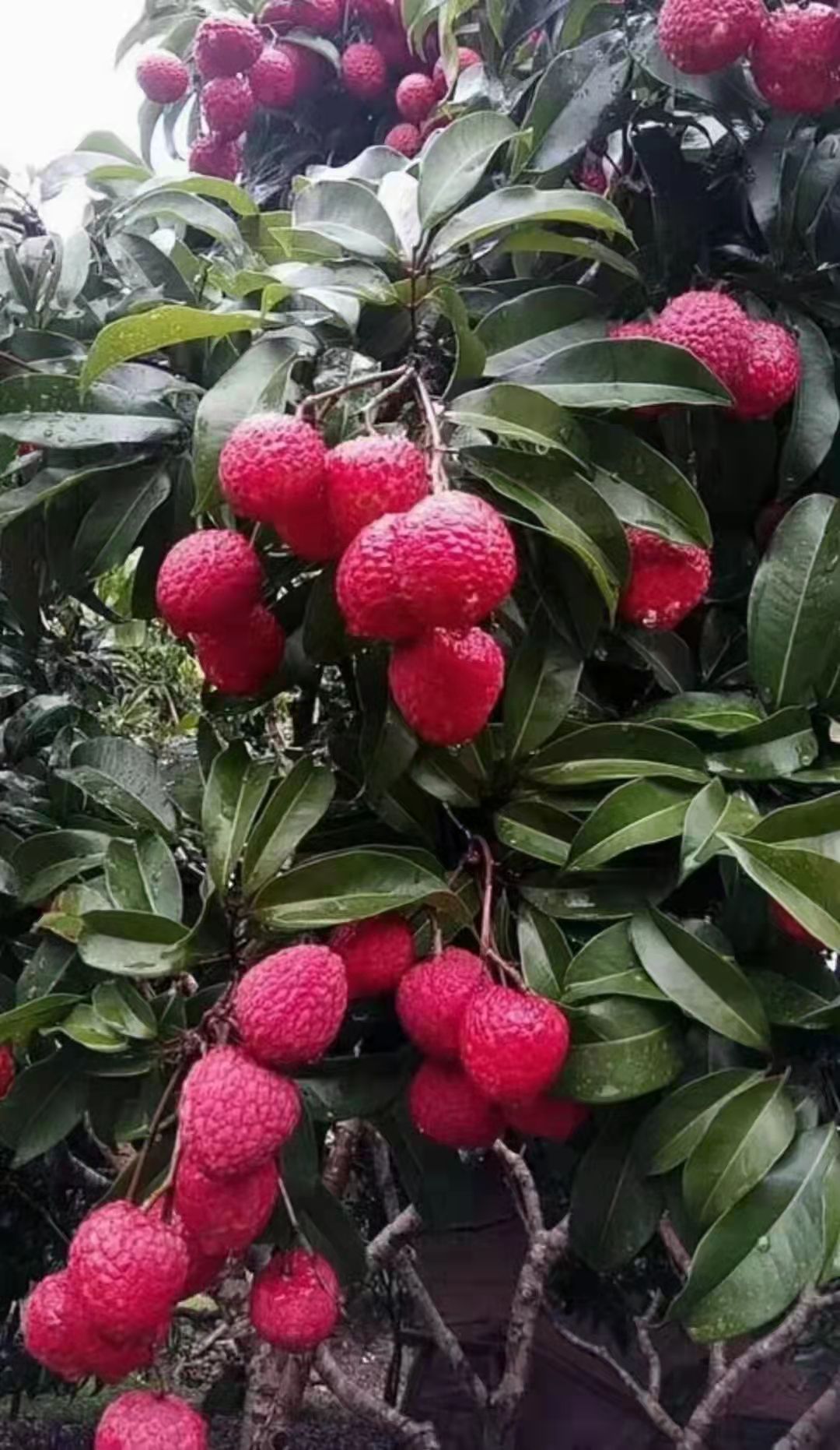 仙进奉荔枝