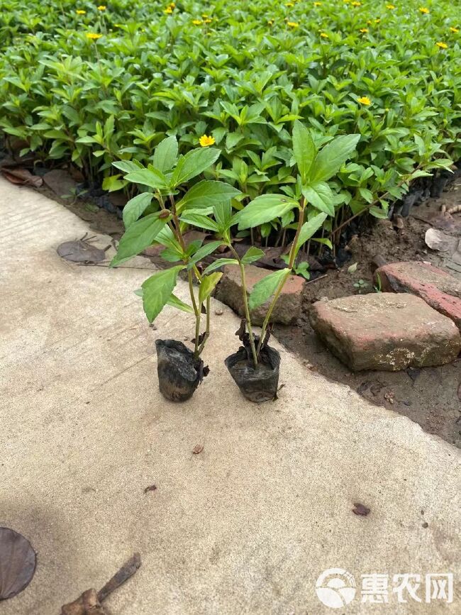 蟛蜞菊 菊花 黄菊花 批发优惠多多