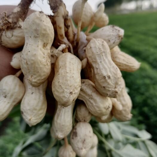 怀远县鲜花生手工采摘果鲁花小八号