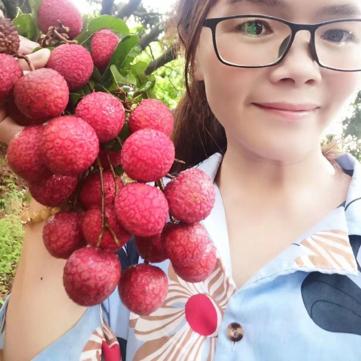 广州从化槐枝/禾荔大量上市，果大，甜度够