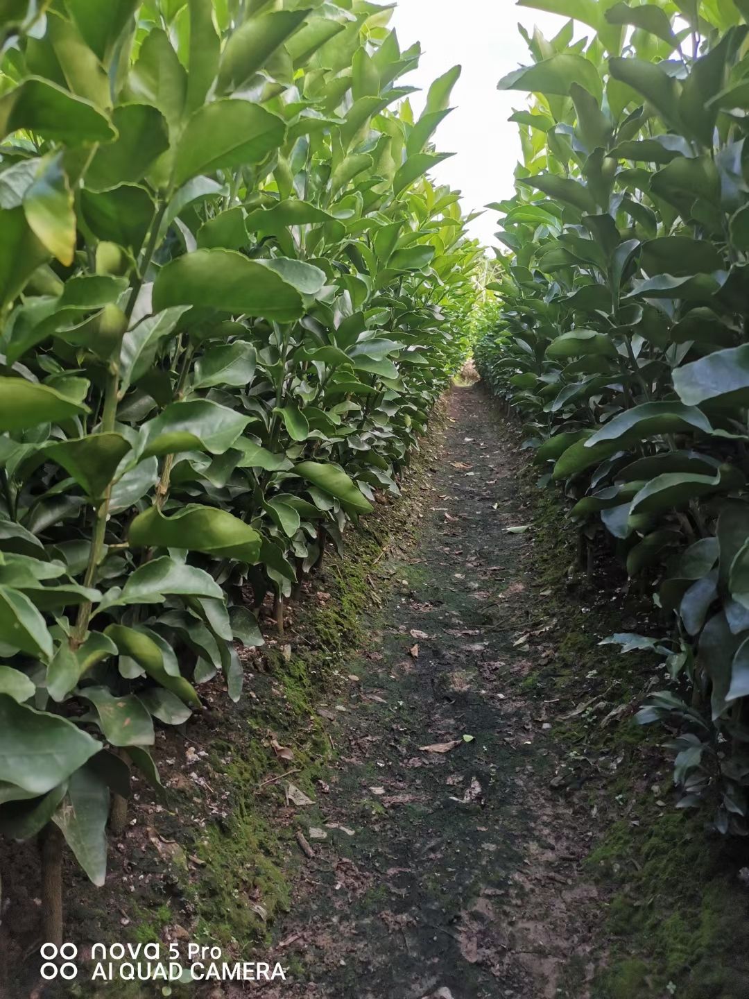 早熟砂糖苗砂糖苗杯苗无病脱毒苗