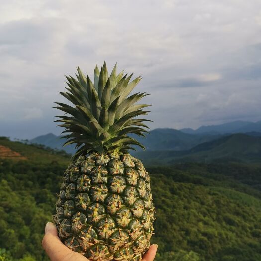 兴业县西瓜凤梨