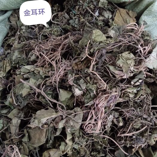 玉林金耳环土细辛土细辛、金耳环长花轴细辛、大叶细辛