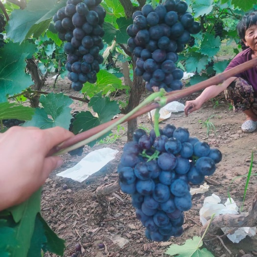 晋州市河北夏黑葡萄大量下树口感好、质量优