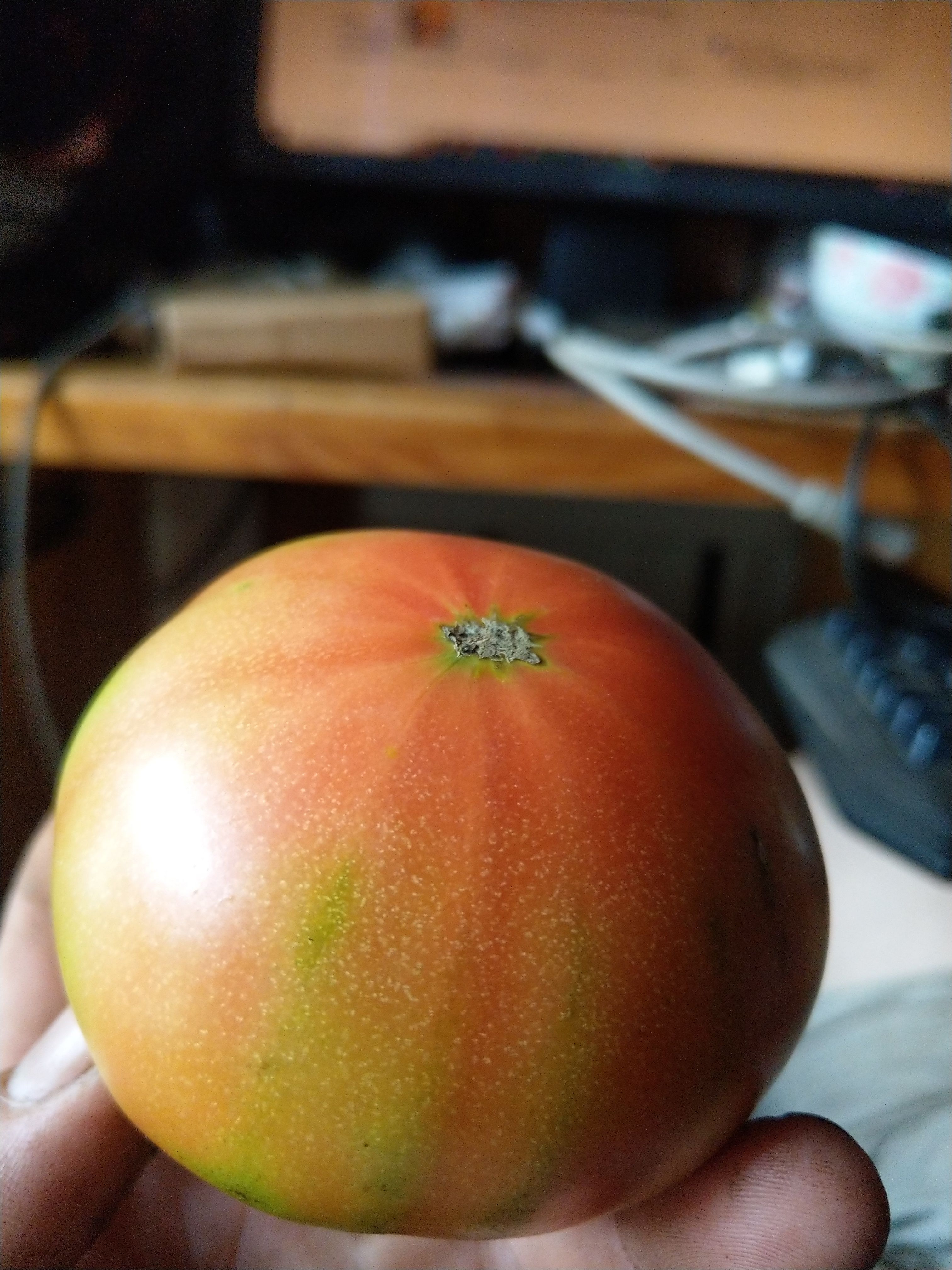 自种西红柿 番茄 铁柿子