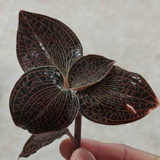 南靖县《工厂直发金线莲种苗》