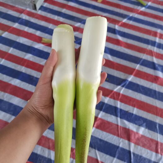 长顺县精品北京茭美人茭    牙好的来