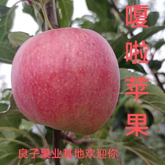 临猗县苹果（嗄啦）红思尼克，大卫嗄啦，