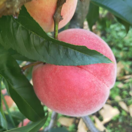 汉源县桃子，大量上市