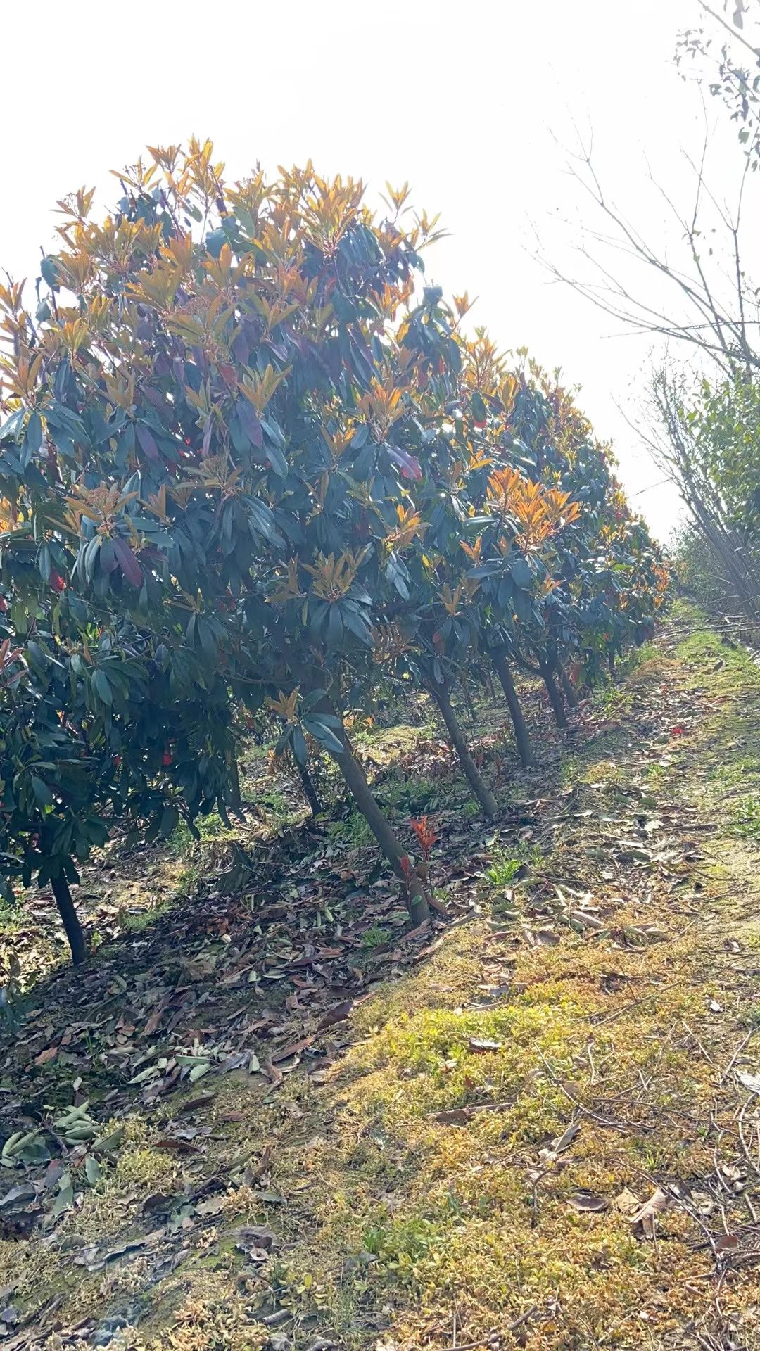 中华石楠 苗圃自产自销价格便宜稳定货源真实可靠充足 丛生独杆