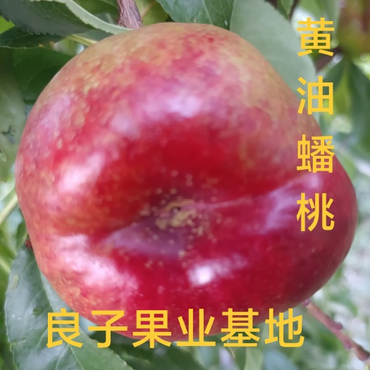 临猗坡上油蟠桃系列油蟠九。油蟠七多个品种