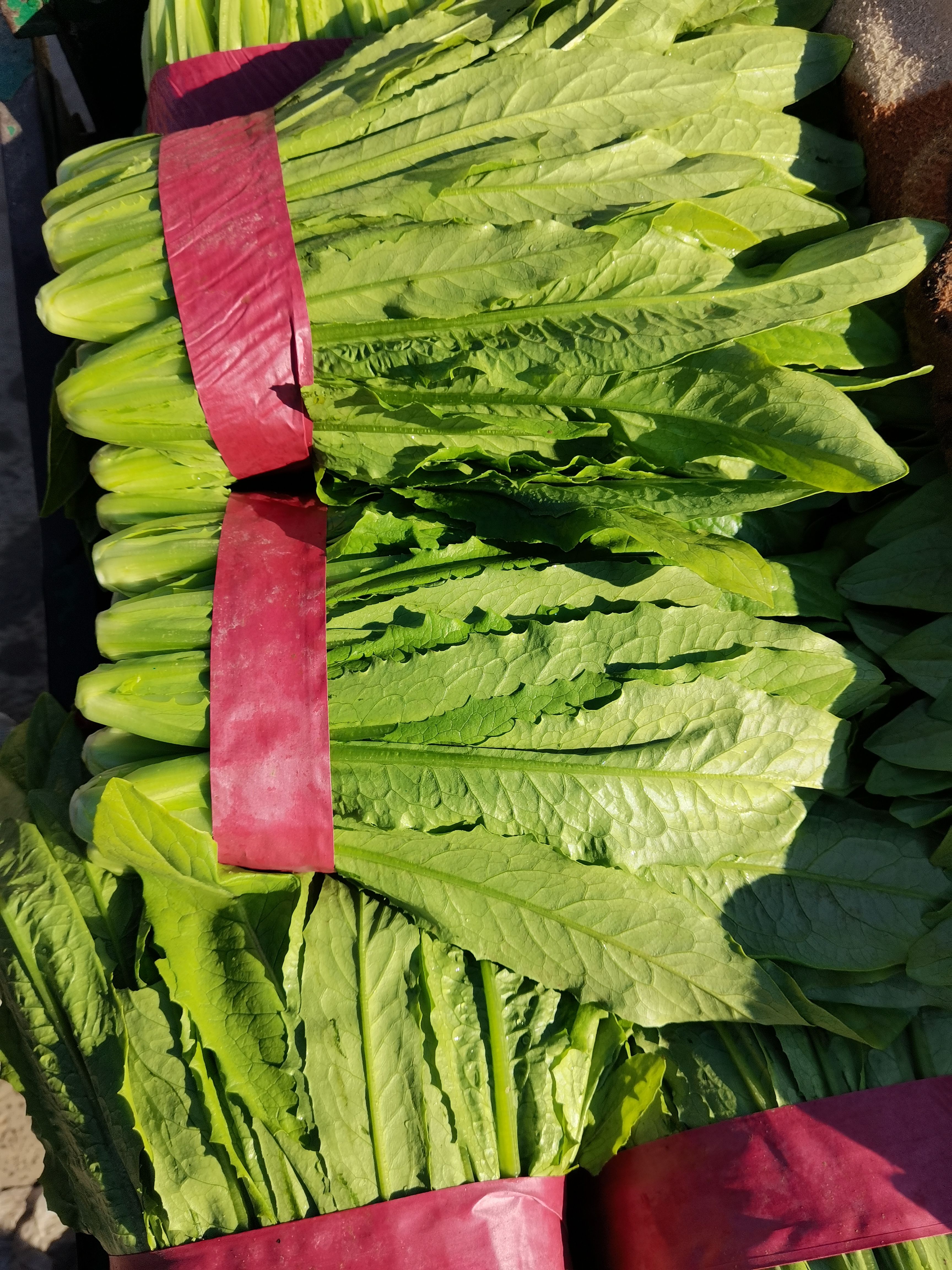 邯郸本地油麦菜有，粗，中，细颗都有，颜色绿，货源充足，价格美丽