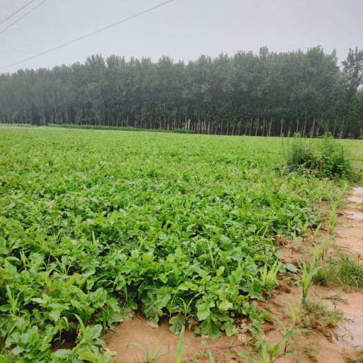 郓城县待挖萝卜   4万斤   货在山东菏泽郓城县