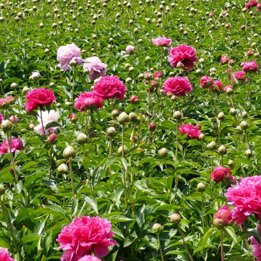 菏泽芍药