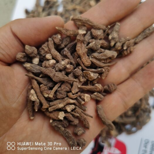 兰州家种蕨麻人参果，药用价值很高，价格实惠