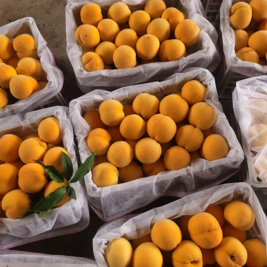 蒙阴县黄桃八三