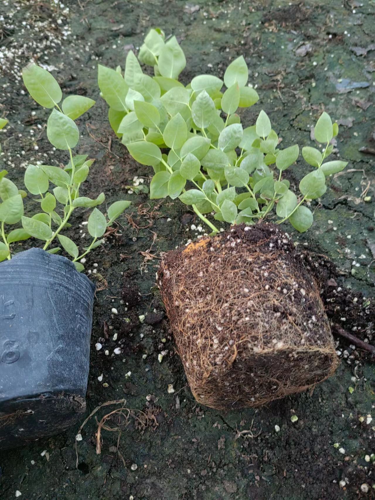 L蓝莓苗批发价格，L蓝莓苗哪里有卖的