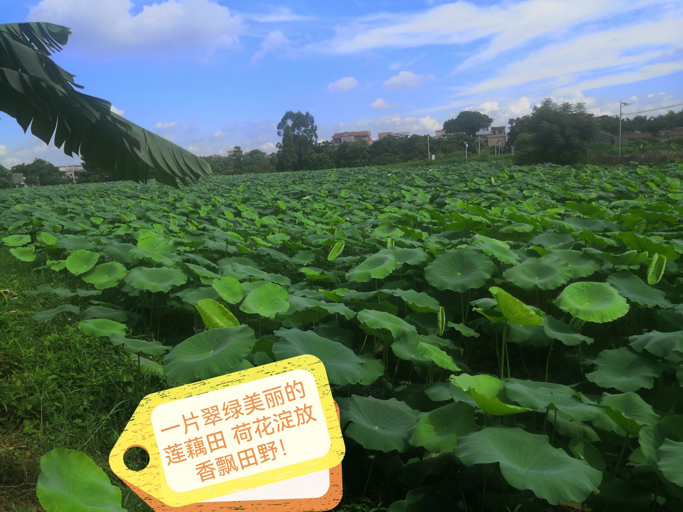 新会陈皮 柑下乘凉 用心去做！