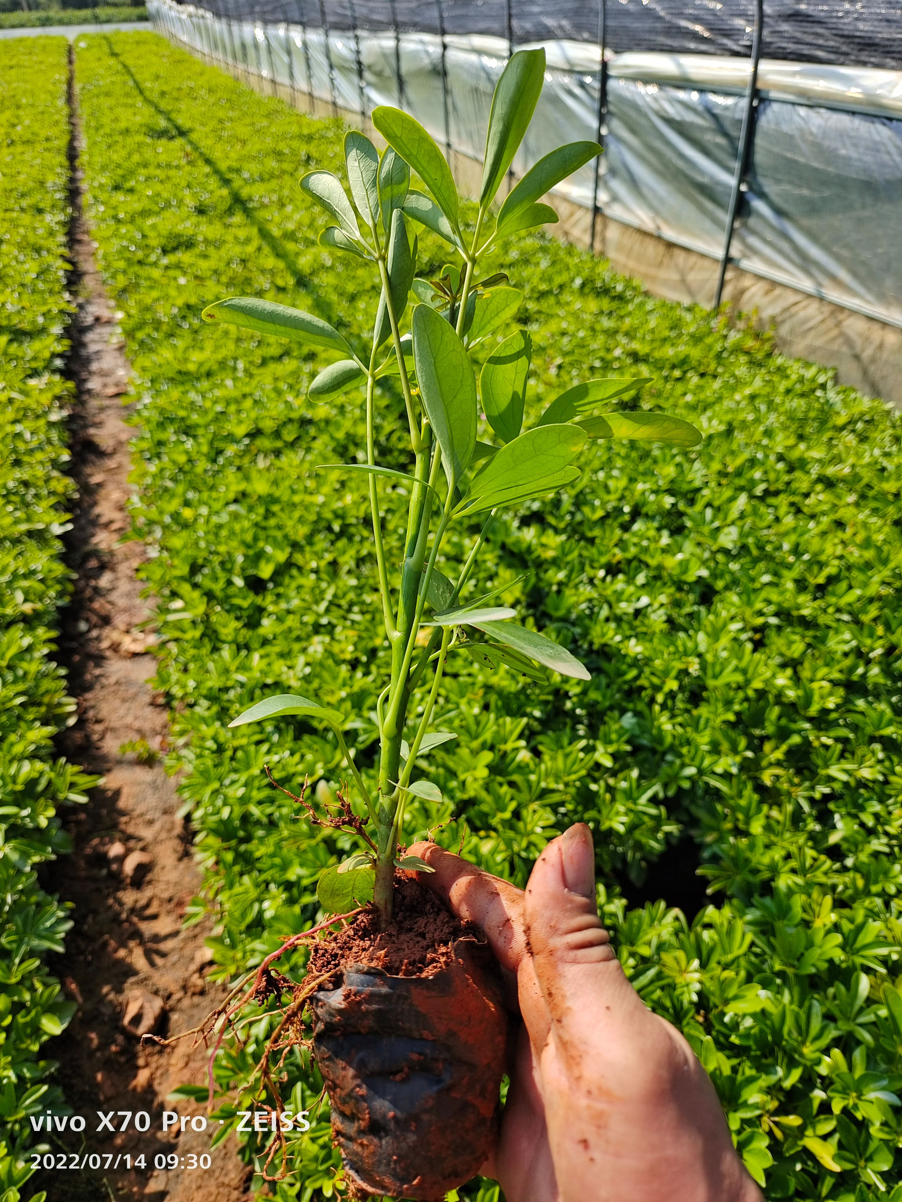 鸭脚木鹅掌柴