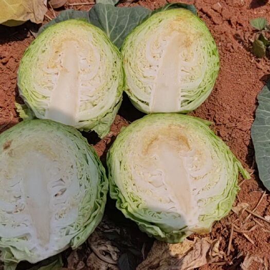 开远市圆包菜